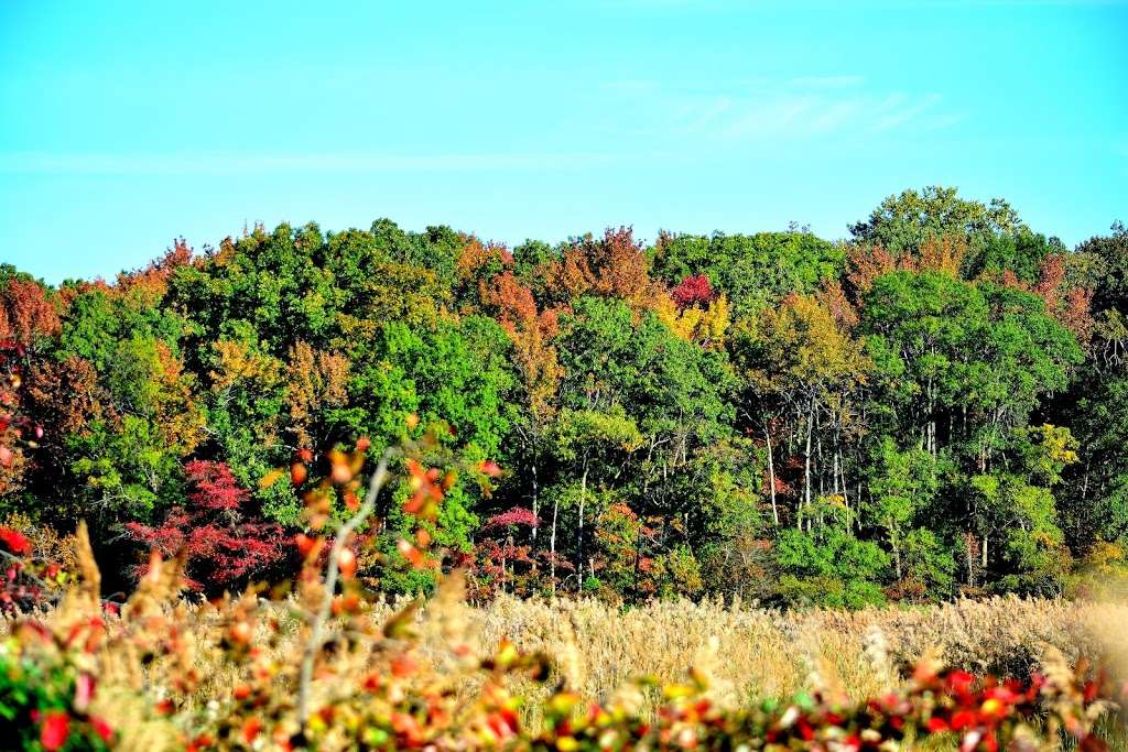 Black Marsh Natural Area | Millers Island Blvd, Edgemere, MD 21219