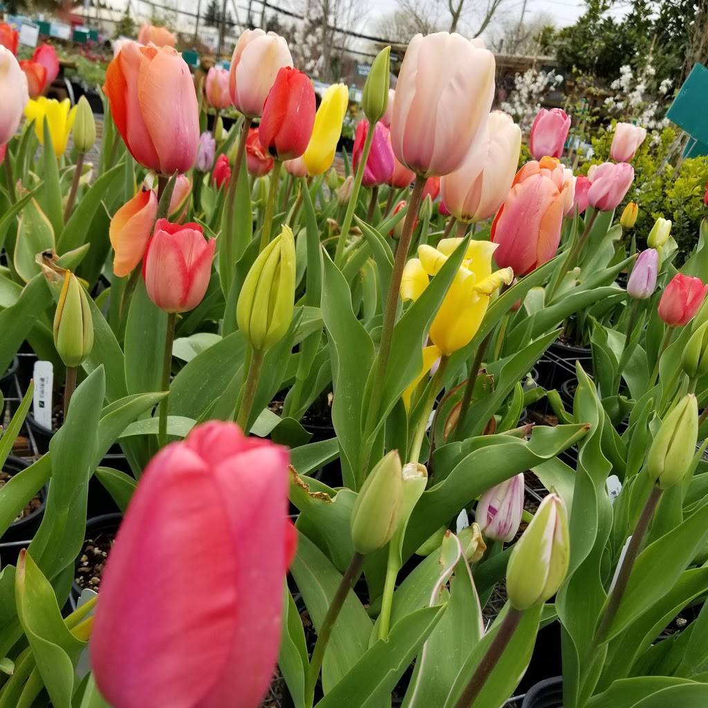 Loen Nursery Garden Center | 18710 SW Pacific Dr, Sherwood, OR 97140, USA | Phone: (503) 625-2222