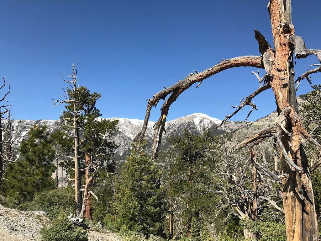 Trail Canyon Trail Head | Trail Canyon, Mt Charleston, NV 89124, USA | Phone: (702) 872-5486