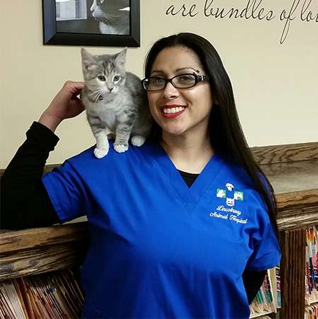 Lincolnway Animal Hospital | 6363 Lincoln Hwy, Matteson, IL 60443, USA | Phone: (708) 720-2400