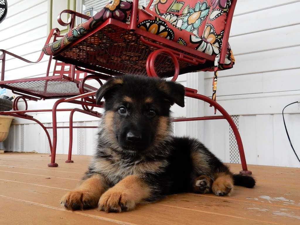 Florida German Shepherd Puppies | 3045 Griffin View Dr, Lady Lake, FL 32159, USA | Phone: (407) 459-1938