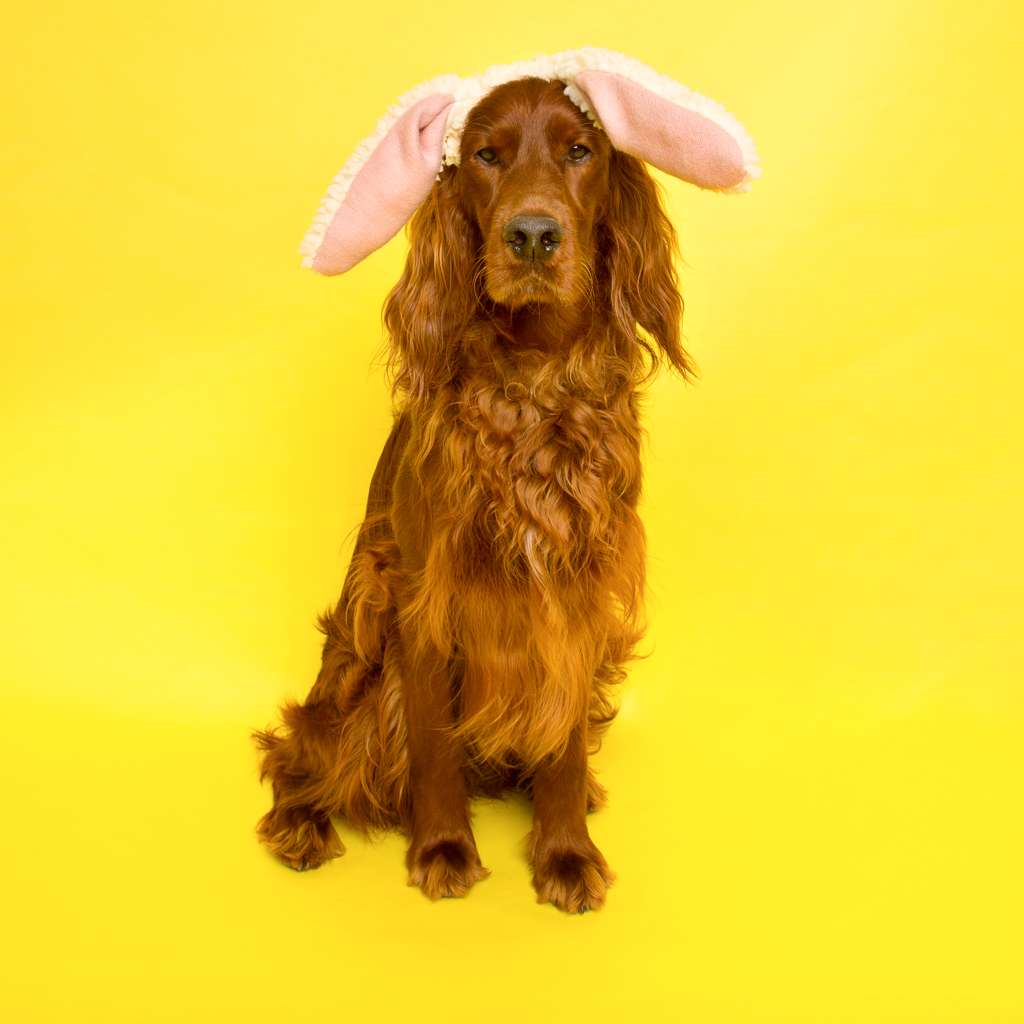 Edward the Setter | Chart Cottage, Turners Hill Rd, Crawley Down, Crawley RH10 4HG, UK | Phone: 01342 716393