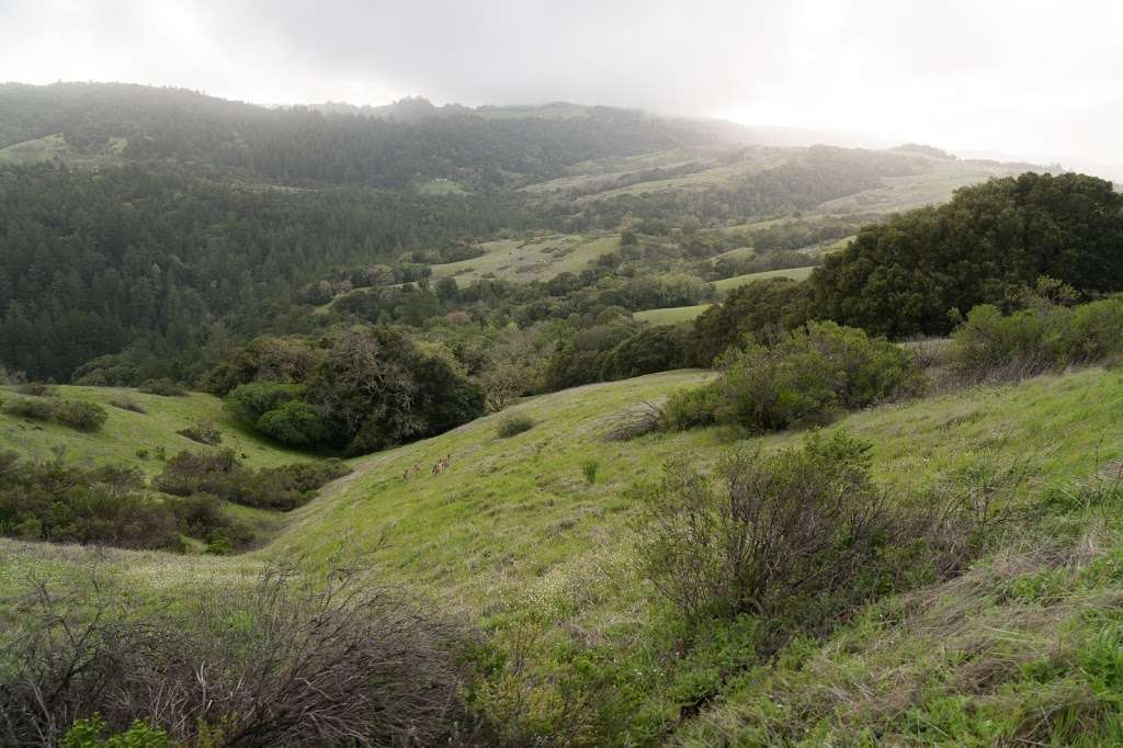 Black Mountain Backpack Camp | Monte Bello Rd (Trail), Los Altos, CA 94022, USA | Phone: (650) 691-1200