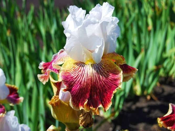 Pleasants Valley Iris Farm | 7317 Pleasants Valley Rd, Vacaville, CA 95688, USA | Phone: (707) 451-3367