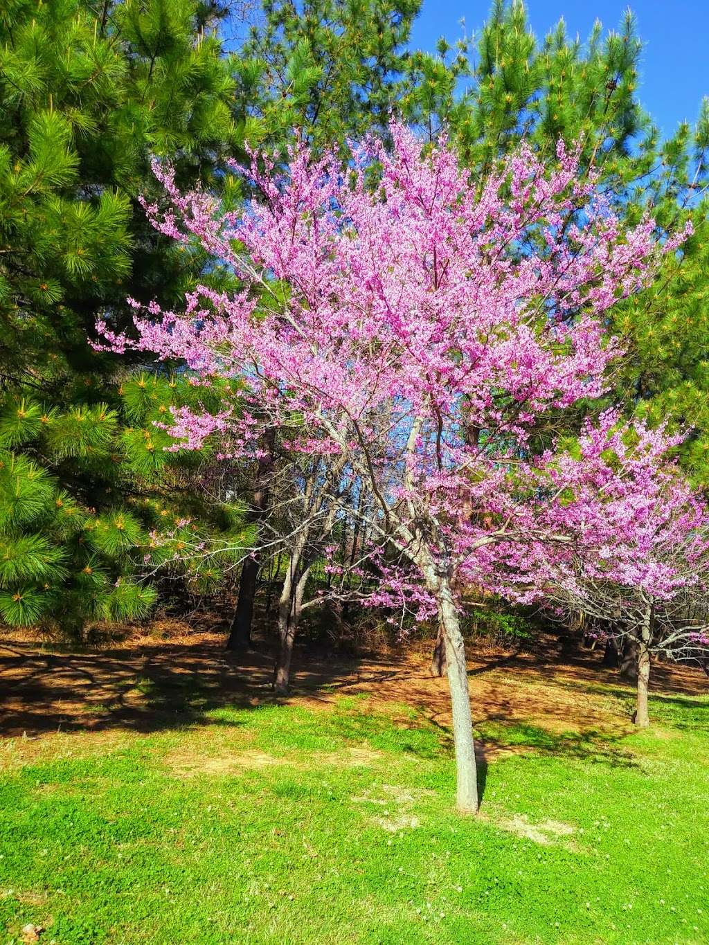 Sedgefield Park | Charlotte, NC 28203, USA | Phone: (704) 432-4280
