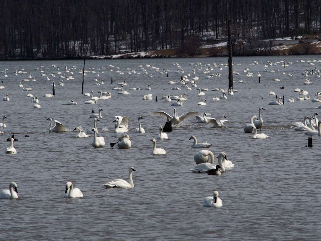 Middle Creek Wildlife Management Area | 100 Museum Rd, Stevens, PA 17578, USA | Phone: (717) 733-1512