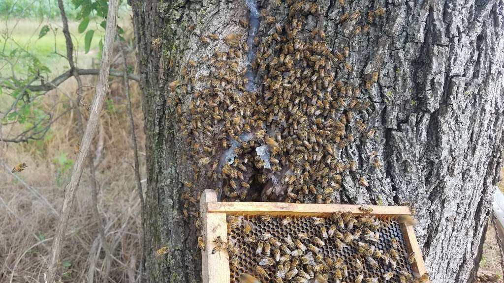 Honey Bee Rescue & Swarm Removal | 10656 Keysville Rd, Emmitsburg, MD 21727, USA | Phone: (301) 748-8372