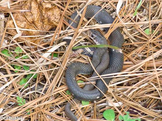 LTNS (Little Thicket Nature Sanctuary) | Cleveland, TX 77328, USA