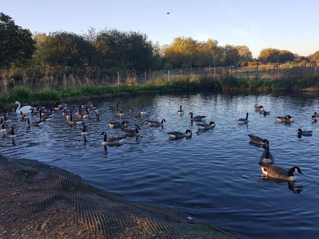 Jubilee Pond, Wanstead Flats, Part of Epping Forest | Dames Rd, London E11 3NW, UK