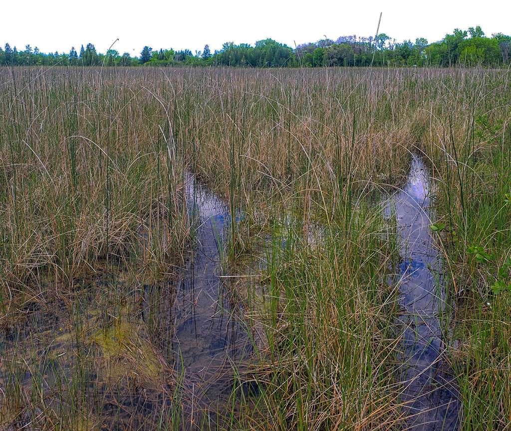 Ottawa Lake Fen State Natural Area | Dousman, WI 53118, USA | Phone: (608) 266-0394