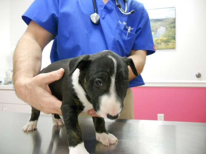 Aloha Animal Hospital | 1446 Baltimore St, Hanover, PA 17331, USA | Phone: (717) 633-7387