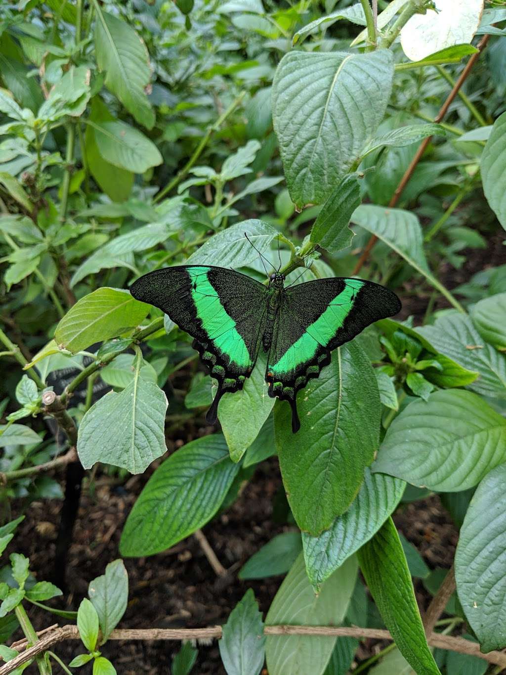 Cockrell Butterfly Center | Houston Museum District, Houston, TX 77004, USA