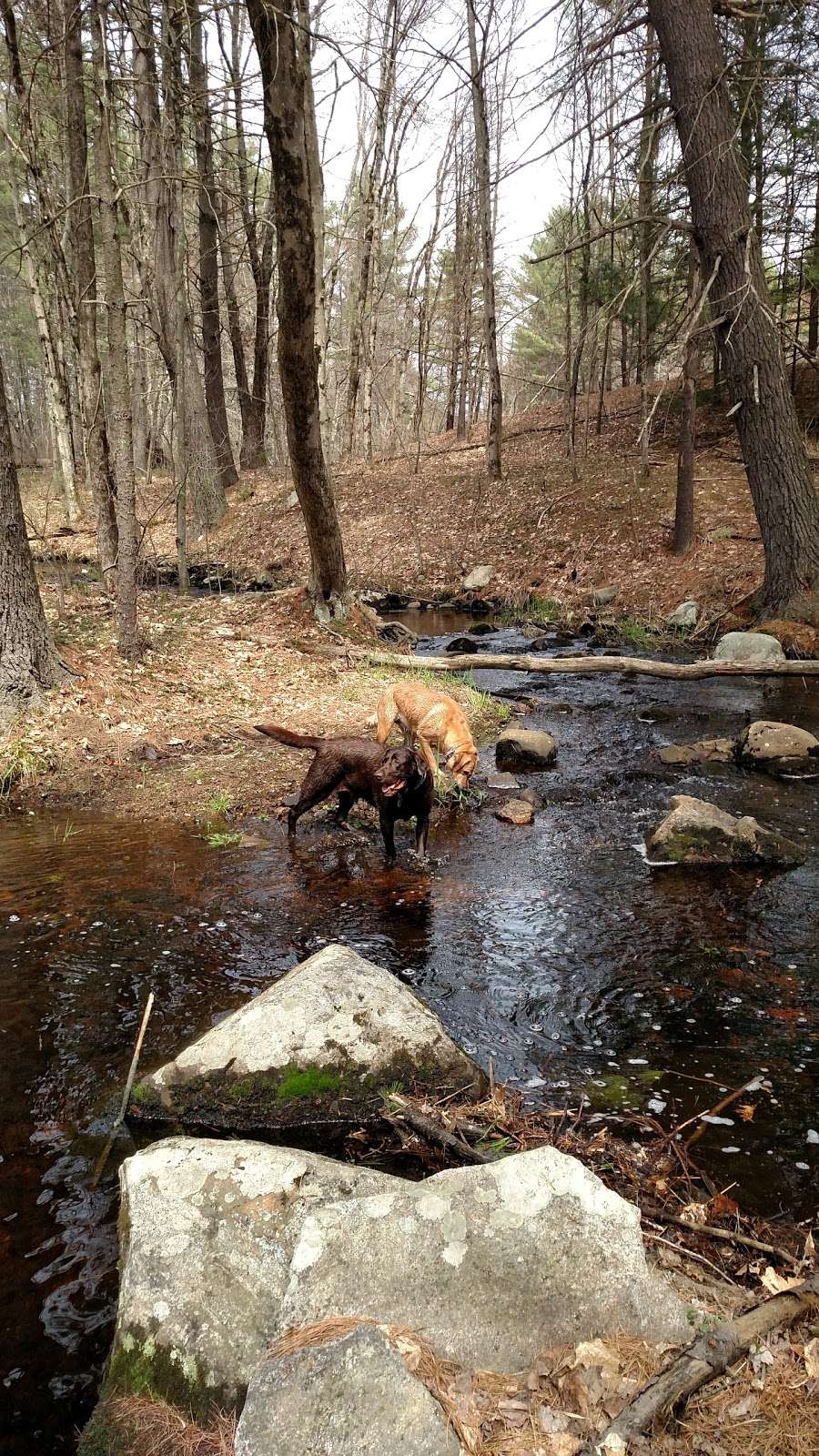 Fosters Pond Natural Area | 105 Londonderry Rd, Windham, NH 03087, USA | Phone: (603) 432-3806