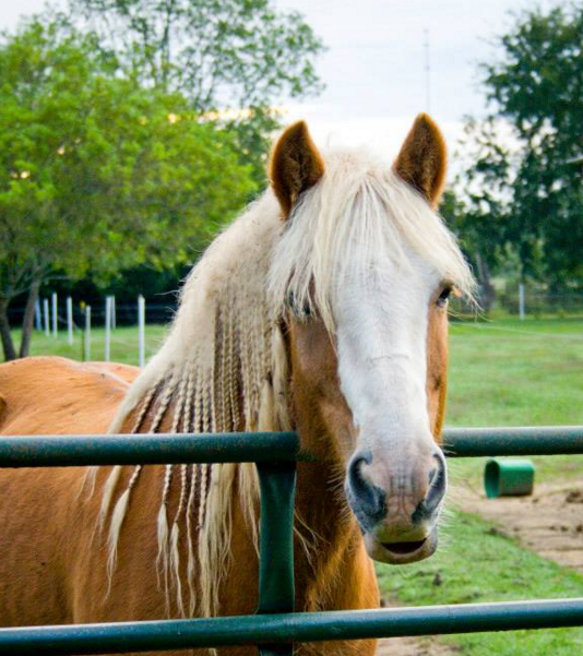 Bridge Equestrian | 19907 Aldine Westfield Rd, Humble, TX 77338, USA | Phone: (281) 979-6151