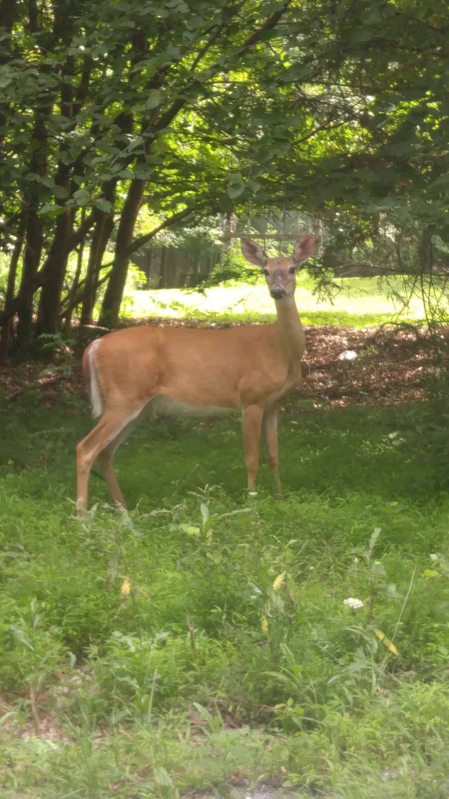 Tannersville Cranberry Bog Preserve | East Stroudsburg, PA 18301, USA | Phone: (703) 841-5300