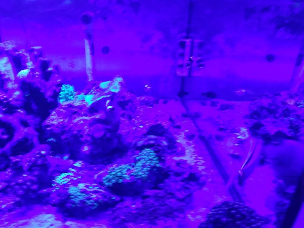 BUFFALO CORAL REEF | 4942 Genesee St, Buffalo, NY 14225, USA | Phone: (716) 633-7333