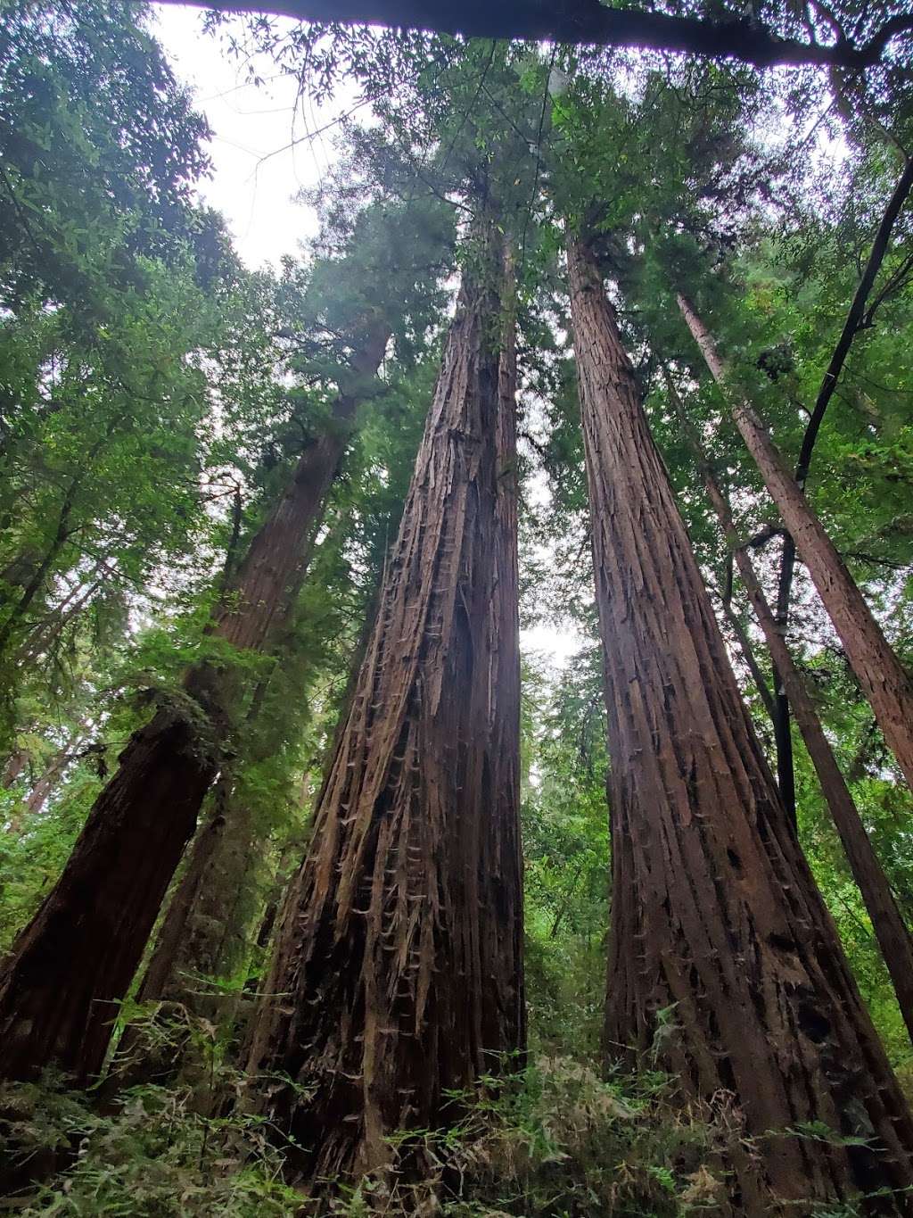 Visitor Center | Redwood Grove Loop Trail, Felton, CA 95018, USA | Phone: (831) 335-4598