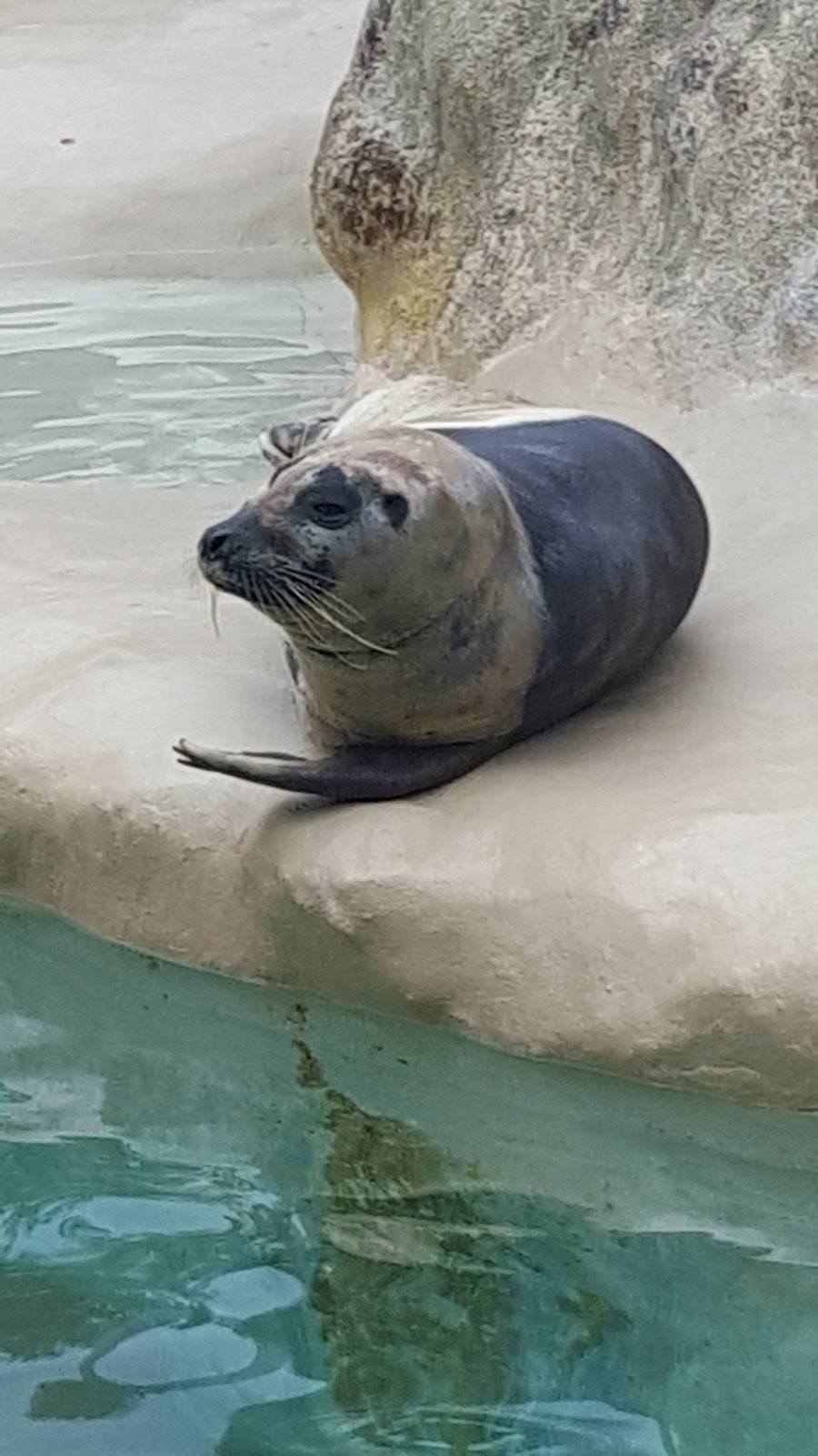 Golden Dome Sea Lion Show | Unnamed Road, Key Biscayne, FL 33149, USA