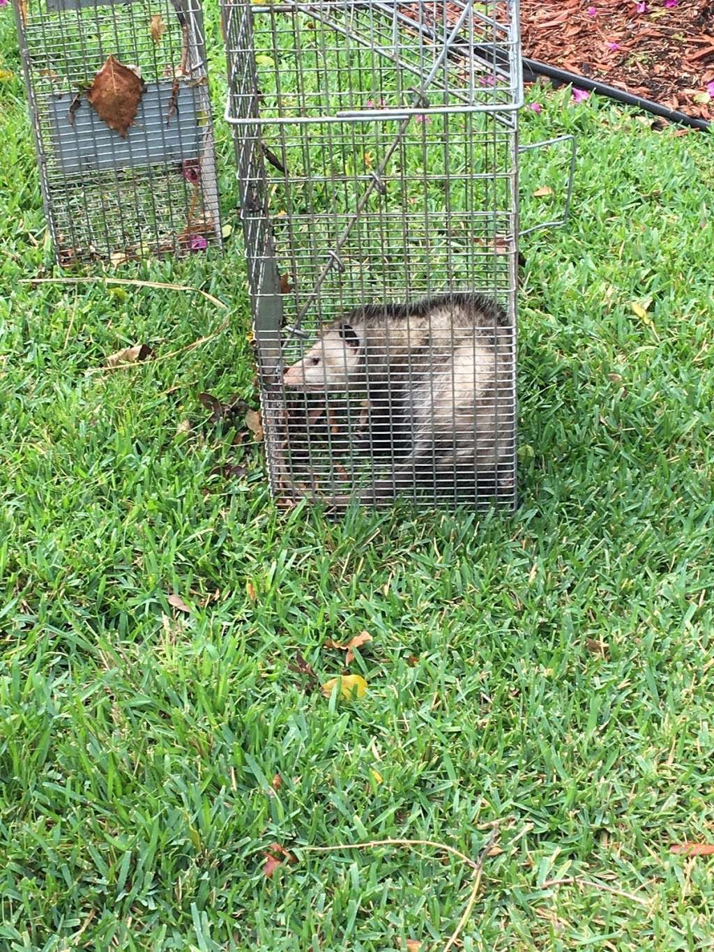 Critter Control of Fort Lauderdale | 4100 N Powerline Rd x1, Pompano Beach, FL 33073 | Phone: (954) 467-6067