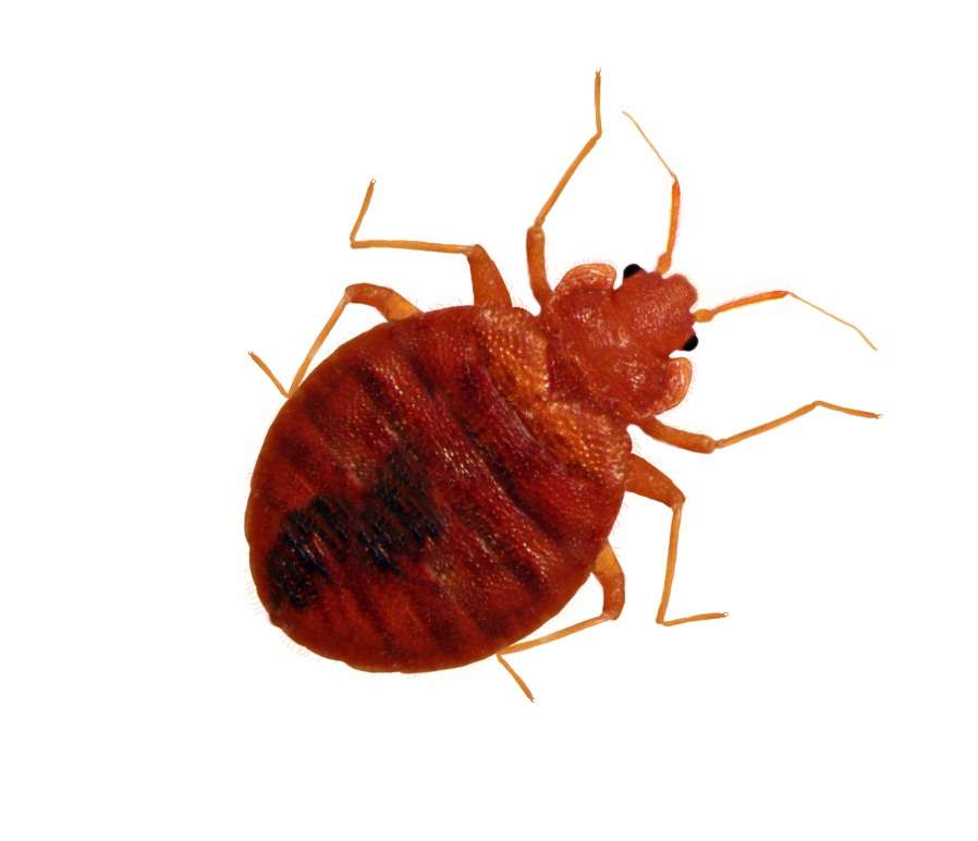 Nu Way Pest Control | 7126 Eckhert Rd Ste 1, San Antonio, TX 78238, USA | Phone: (210) 520-0500