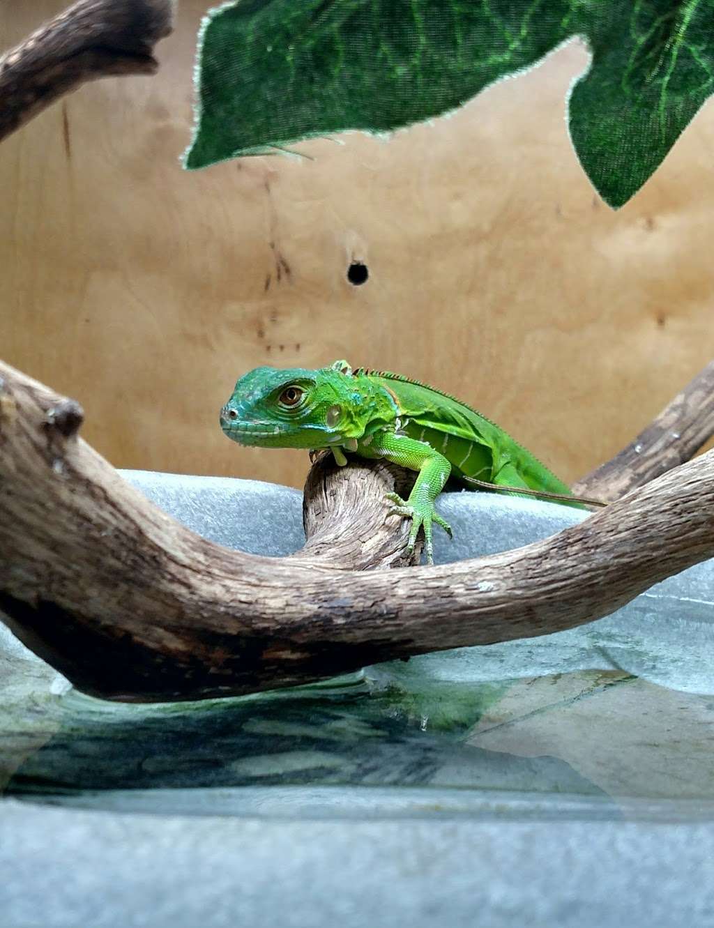 Pet & Bait Shop | 64730, Butler, MO 64730, USA | Phone: (660) 464-0165