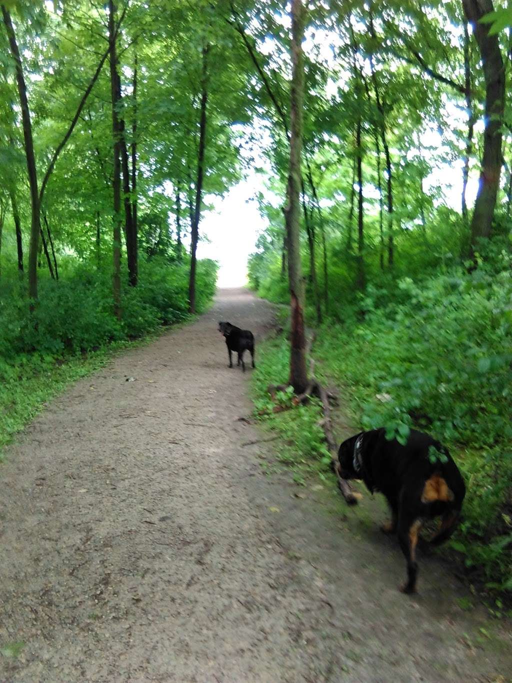 Terri Tinsley Dog Exercise Area | W5098 Canine Dr, Johnson Creek, WI 53038, USA | Phone: (920) 674-7260