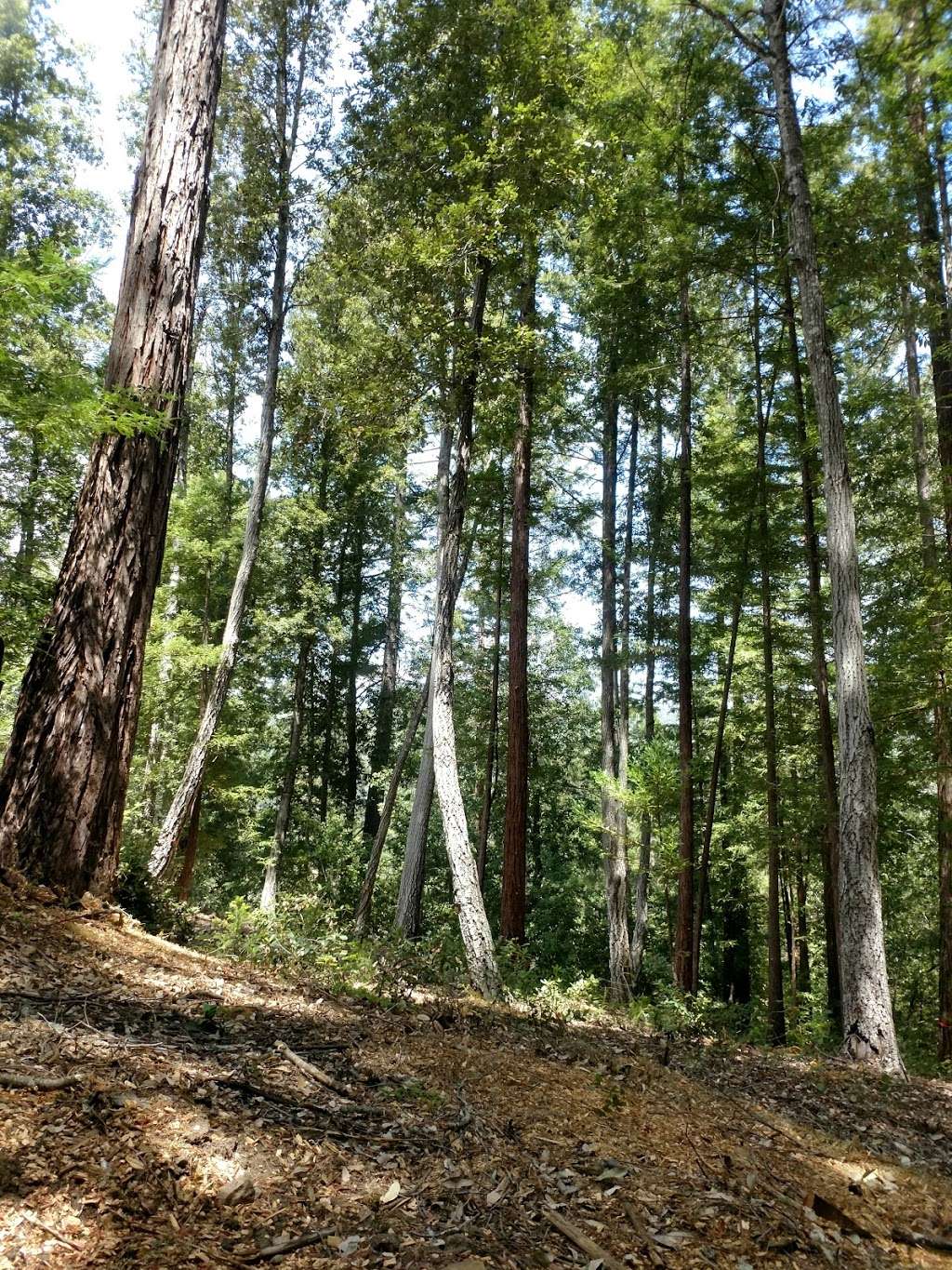 Better Place Forests Santa Cruz | Buzzard Lagoon Rd, Los Gatos, CA 95033, USA | Phone: (877) 830-8311