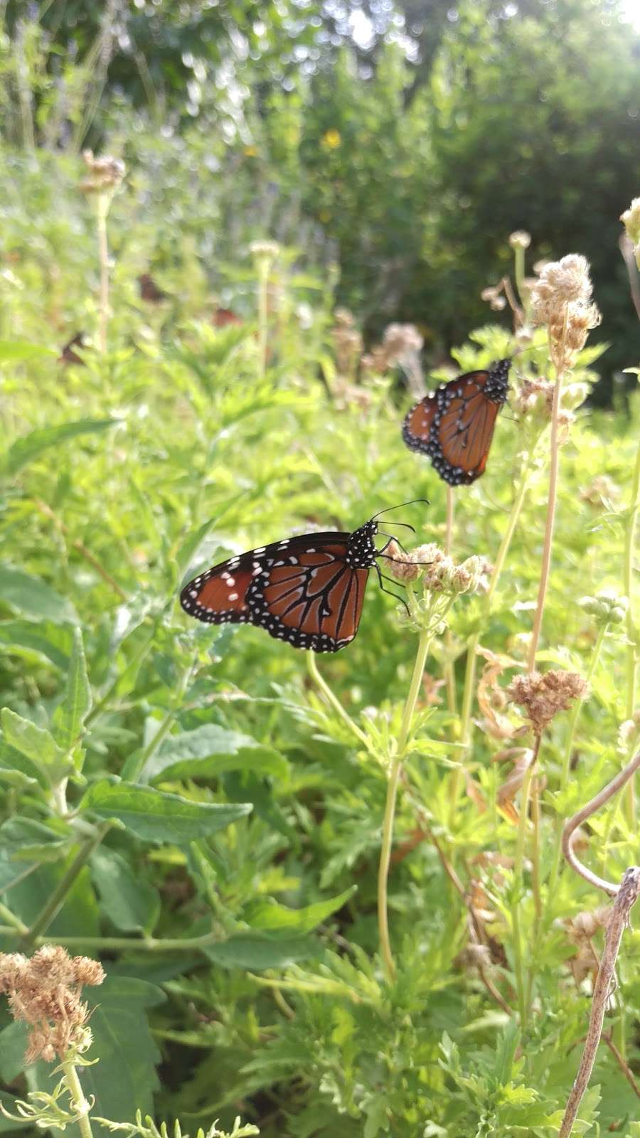 Mitchell Lake Audubon Center | 10750 Pleasanton Rd, San Antonio, TX 78221, USA | Phone: (210) 628-1639