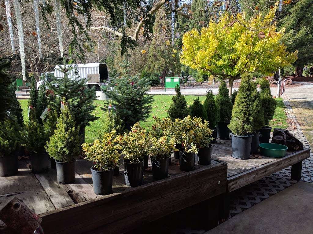 Patchen Old Town Christmas Tree Farm | 22217 Old Santa Cruz Highway, Los Gatos, CA 95033, USA | Phone: (408) 353-0015