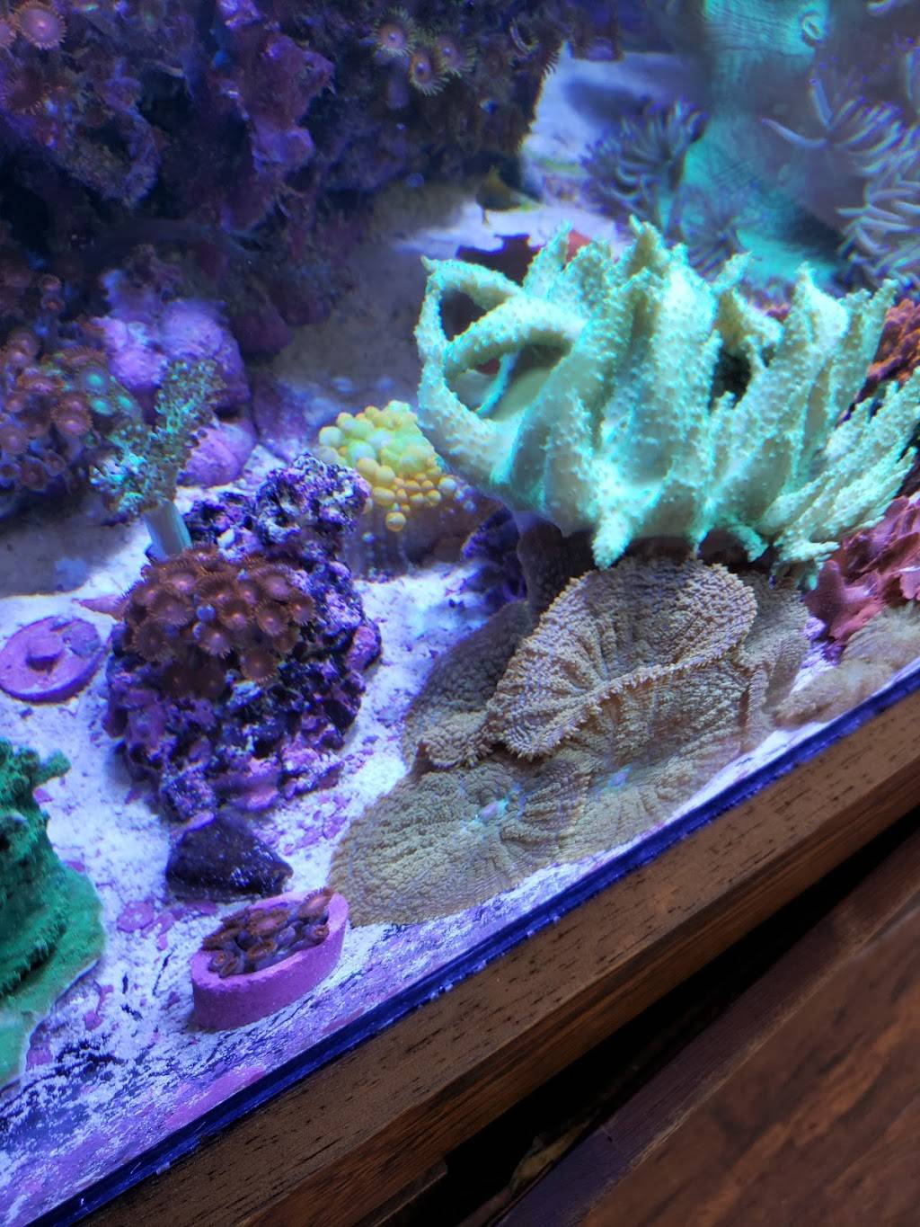 Amazing Aquariums & Reefs | 646 E Katella Ave, Orange, CA 92867, USA | Phone: (714) 928-5299
