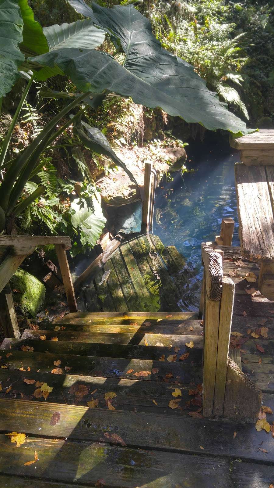 Paradise Springs | 4040 SE 84th Lane Rd, Ocala, FL 34480, USA | Phone: (352) 368-5746