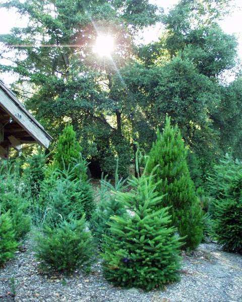 Patchen Rancho Christmas Tree Farm | 17430 Old Summit Rd, Los Gatos, CA 95033, USA | Phone: (408) 353-5696