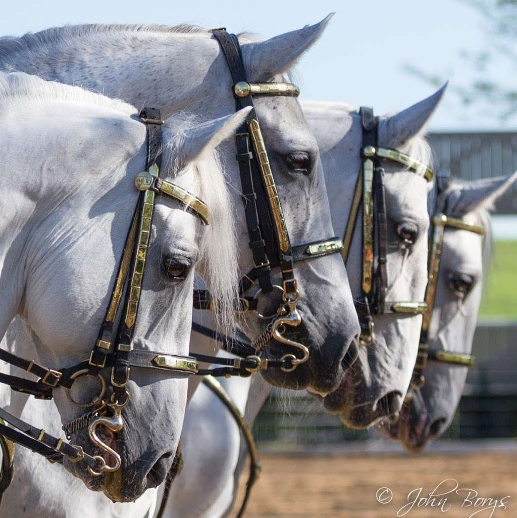 The Tempel Lipizzans | 17000 W Wadsworth Rd, Old Mill Creek, IL 60083, USA | Phone: (847) 244-5330