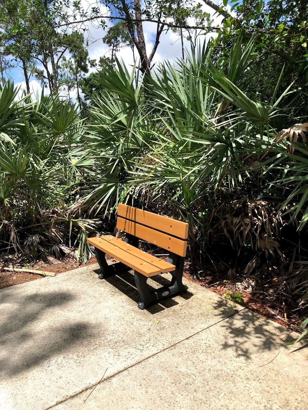 Saw Palmetto Natural Area | 7097 NW 71st St, Coconut Creek, FL 33073, USA | Phone: (954) 357-5100