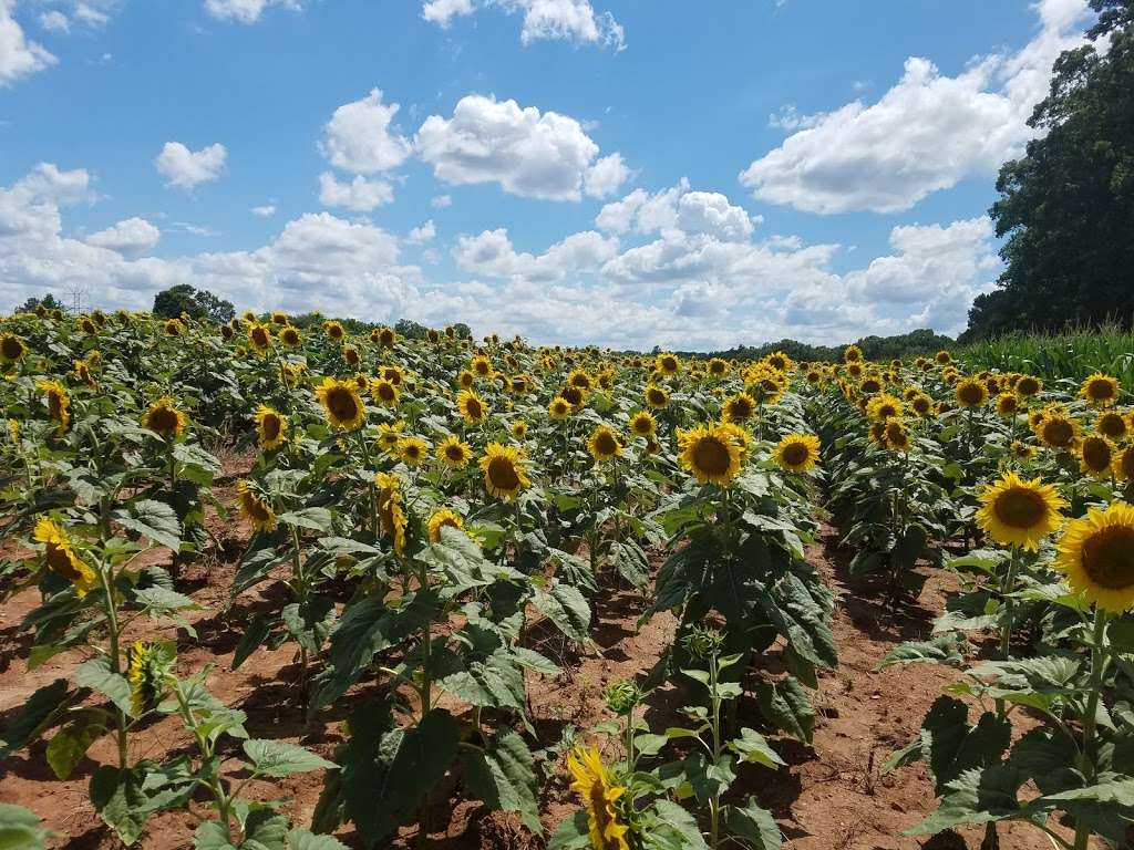 Draper WMA Sunflowers | McConnells, SC 29726, USA