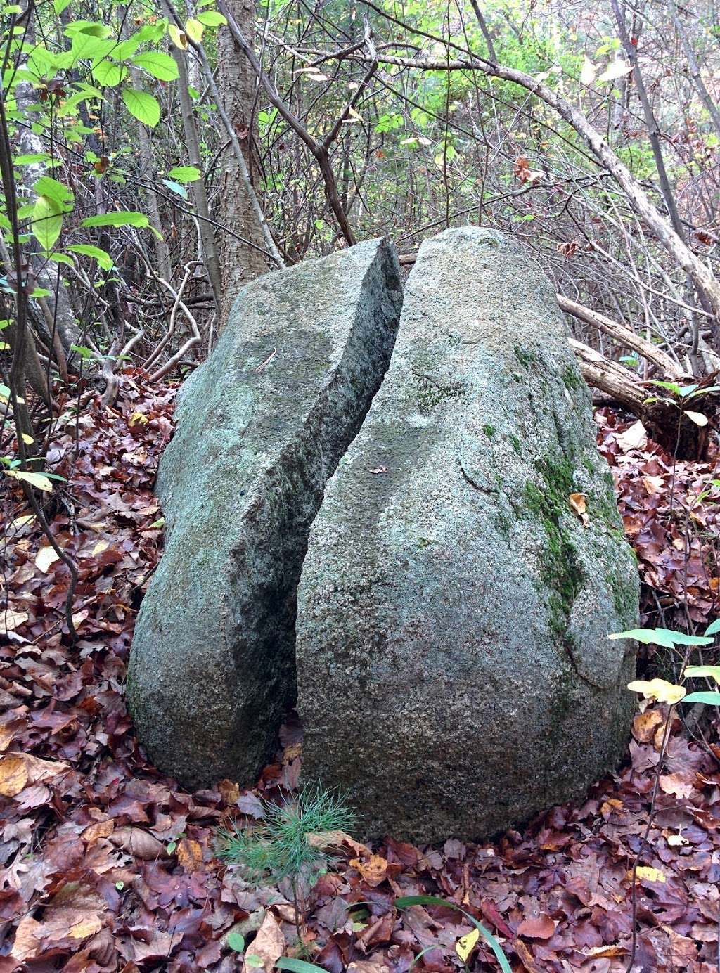 Billerica State Forest | North Billerica, MA 01862