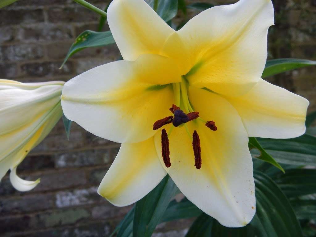 T P Garden Care | Westmill Rd, Ware SG12 0EW, UK | Phone: 07903 750953