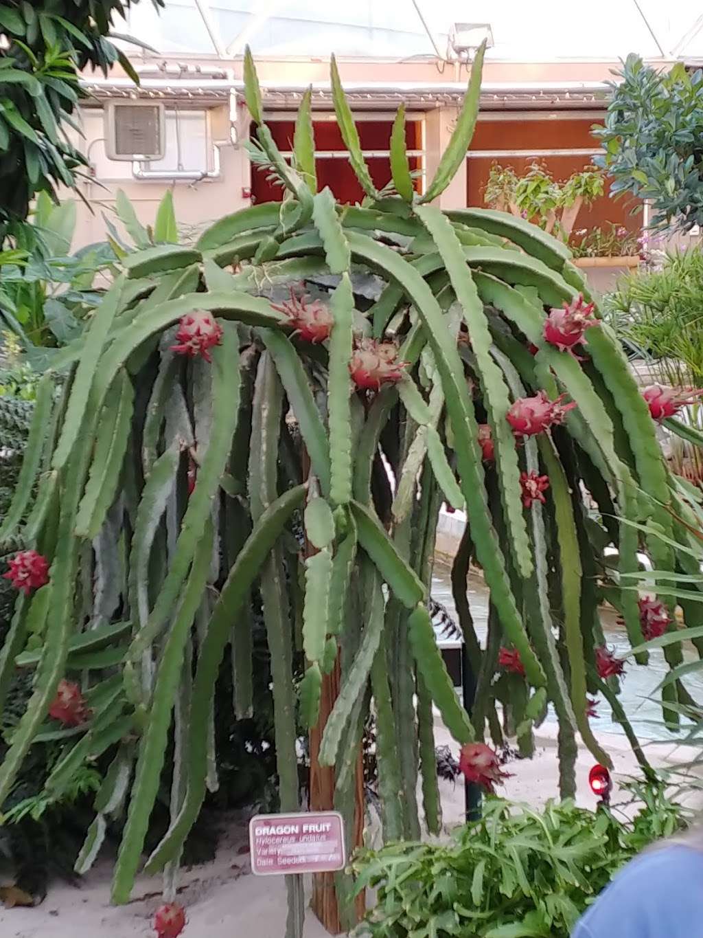 Behind The Seeds Greenhouse Tour | 1510 Avenue of the Stars, Orlando, FL 32836 | Phone: (407) 939-8687