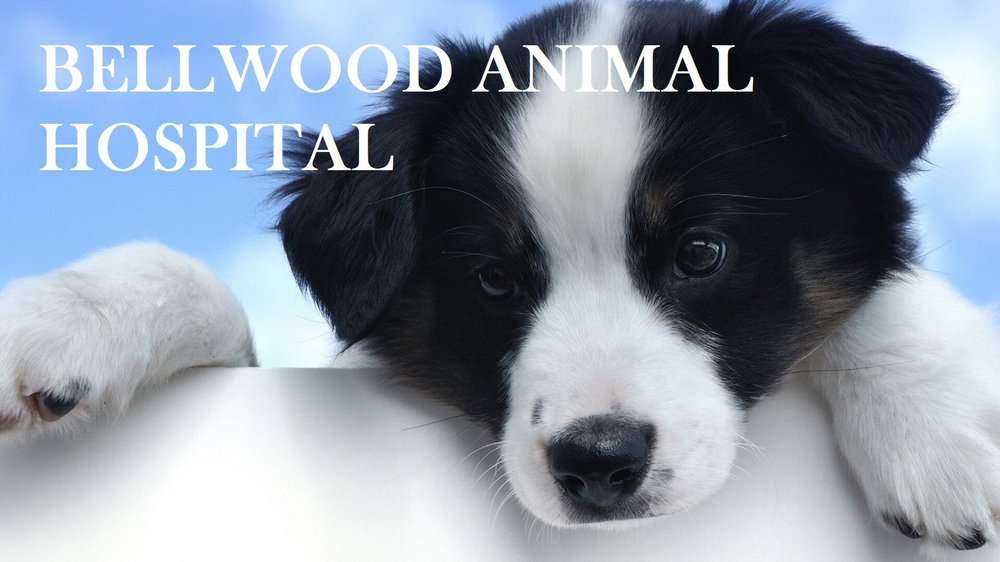 Bellwood Animal Hospital | 17435 Lakewood Blvd, Bellflower, CA 90706, USA | Phone: (562) 272-7777