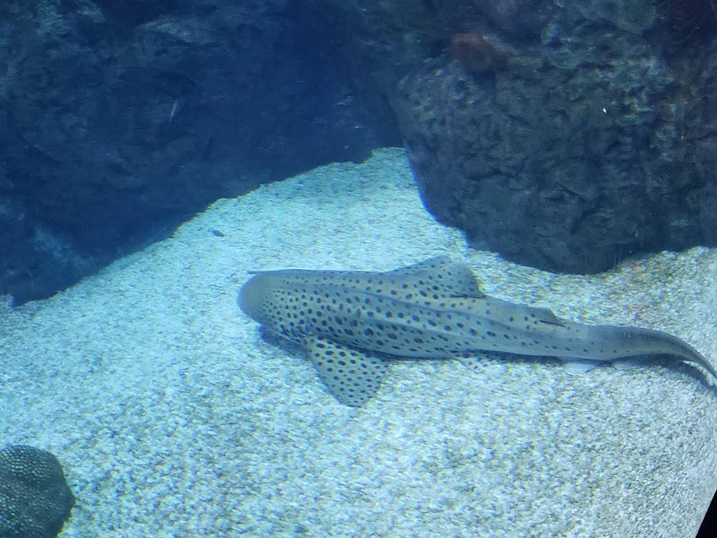 Suzanne & Walter Scott Aquarium | Omahas Henry Doorly Zoo & Aquarium, Omaha, NE 68108 | Phone: (402) 733-8401