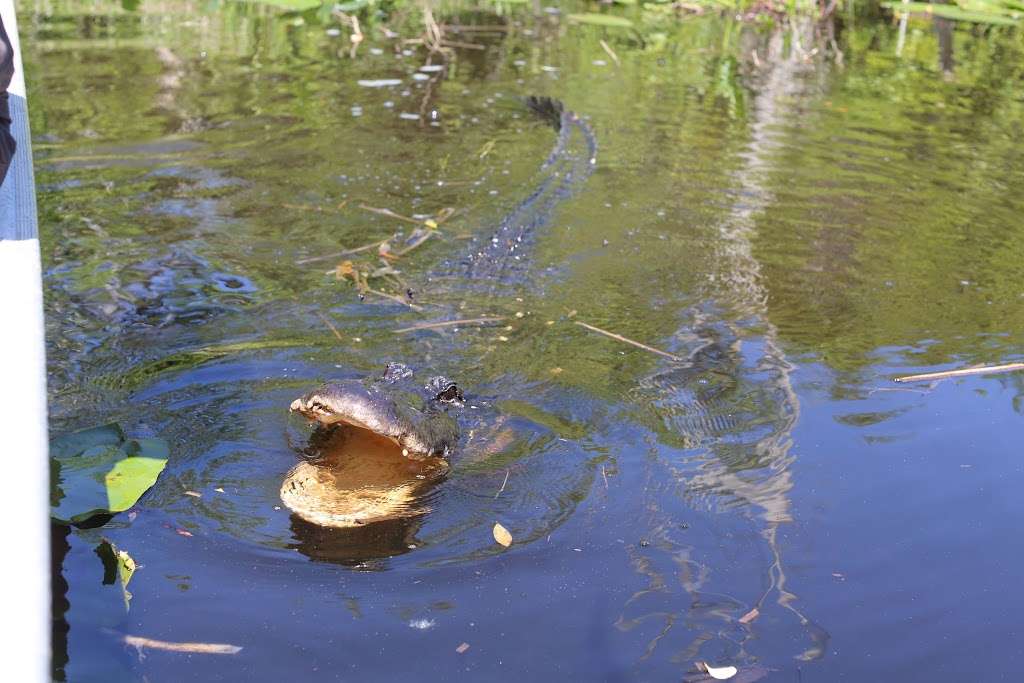 Airboat Rides Miami | 24050 SW 8th St, Miami, FL 33194, USA | Phone: (305) 559-2255