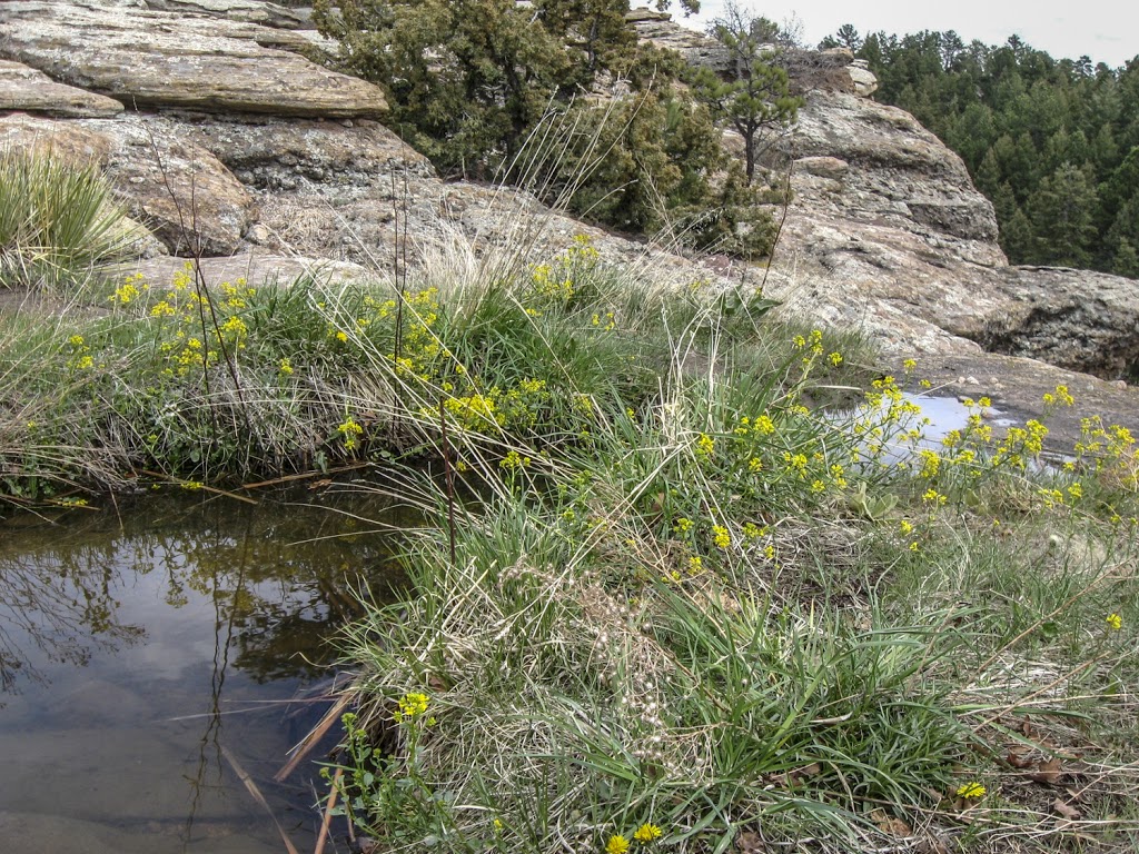 Mitchell Creek Canyon Trail | Mitchell Creek Canyon Trail, Castle Rock, CO 80104, USA