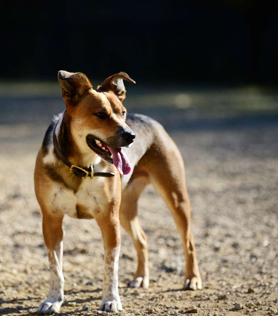 William R. Davie Regional Dog Park | 4635 Pineville-Matthews Rd, Charlotte, NC 28226, USA | Phone: (704) 432-0709