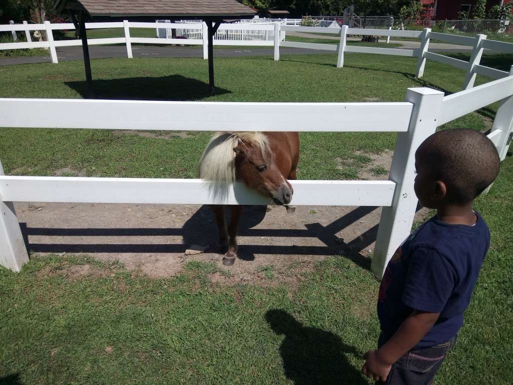 Land of Little Horses Performing Animal Theme Park | 125 Glenwood Dr, Gettysburg, PA 17325, USA | Phone: (717) 334-7259