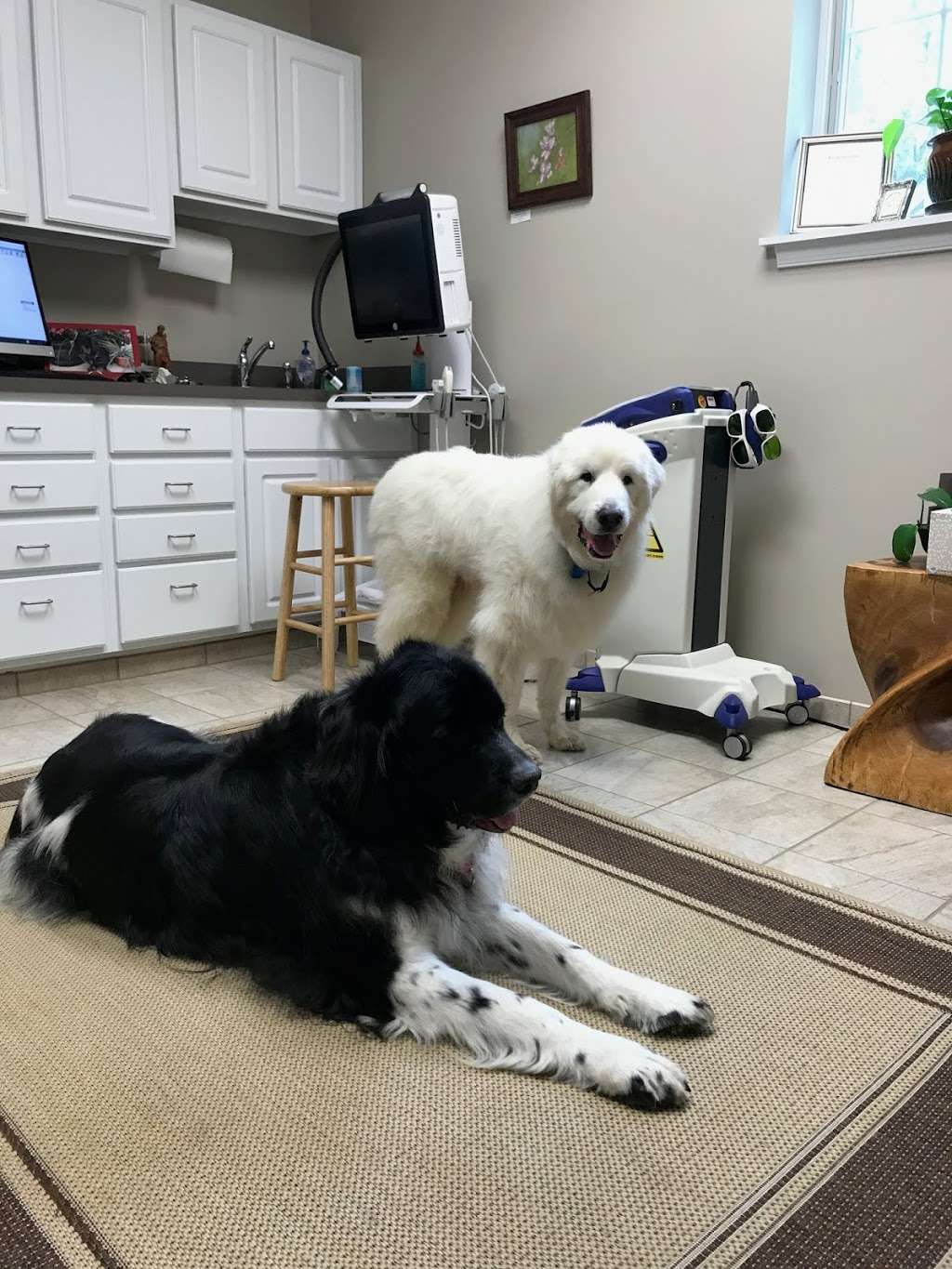 Clevengers Corner Veterinary Care | 18157 Lee Hwy, Amissville, VA 20106, USA | Phone: (540) 428-1000