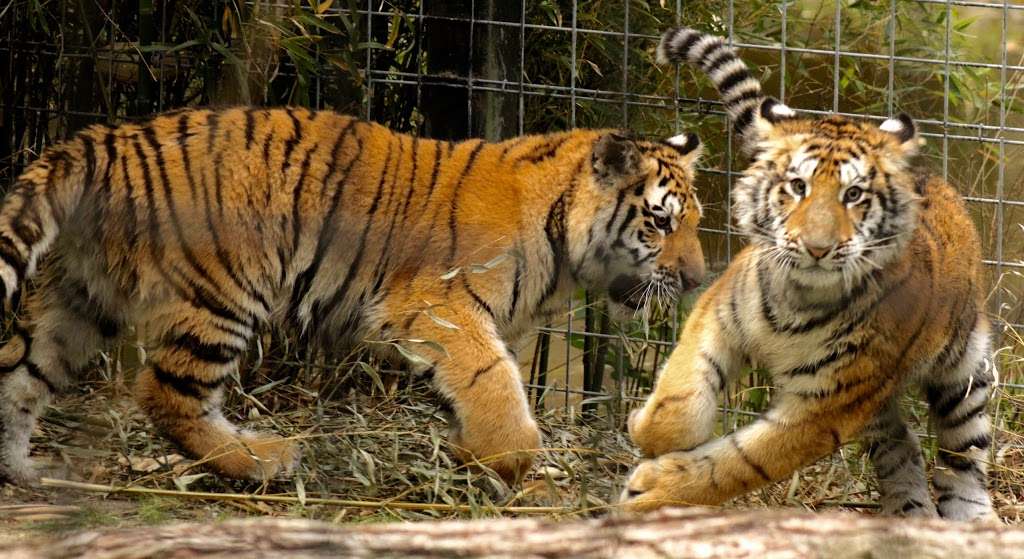 Cohanzick Zoo | 45 Mayor Aitken Dr, Bridgeton, NJ 08302, USA | Phone: (856) 453-1658