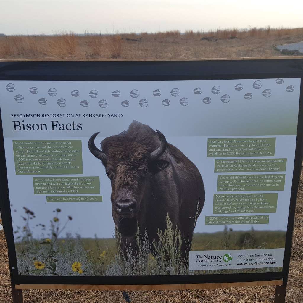 Kankakee Sands Bison Viewing | 3294 US-41, Morocco, IN 47963, USA | Phone: (219) 285-2184