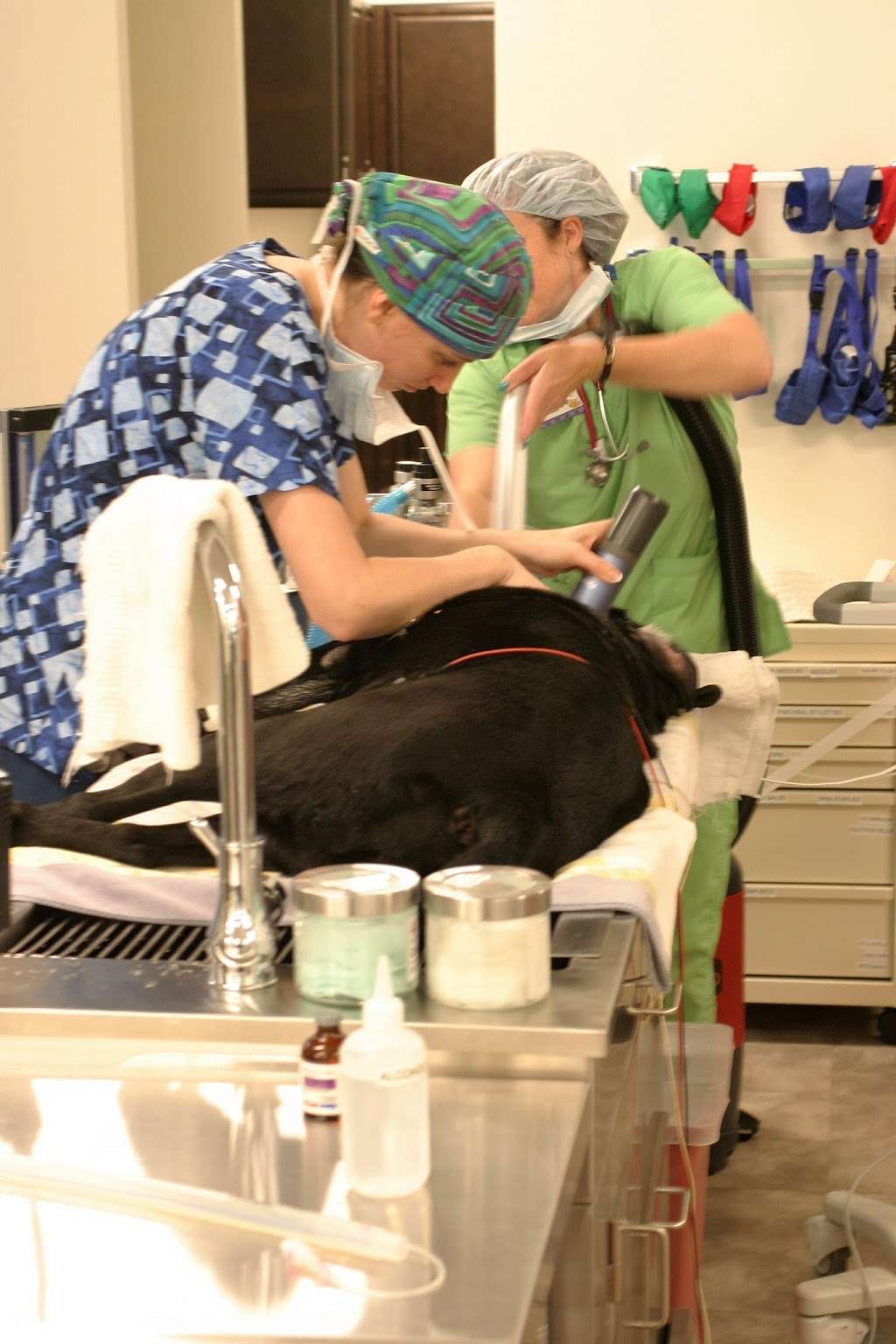 Artemis Veterinary Emergency & Specialty Services | 7951 Gainsford Ct #115, Bristow, VA 20136, USA | Phone: (703) 722-9159 Artemis Veterinary Emergency & Specialty Services | 7951 Gainsford Ct #115, Bristow, VA 20136, USA | Phone: (703) 722-9159