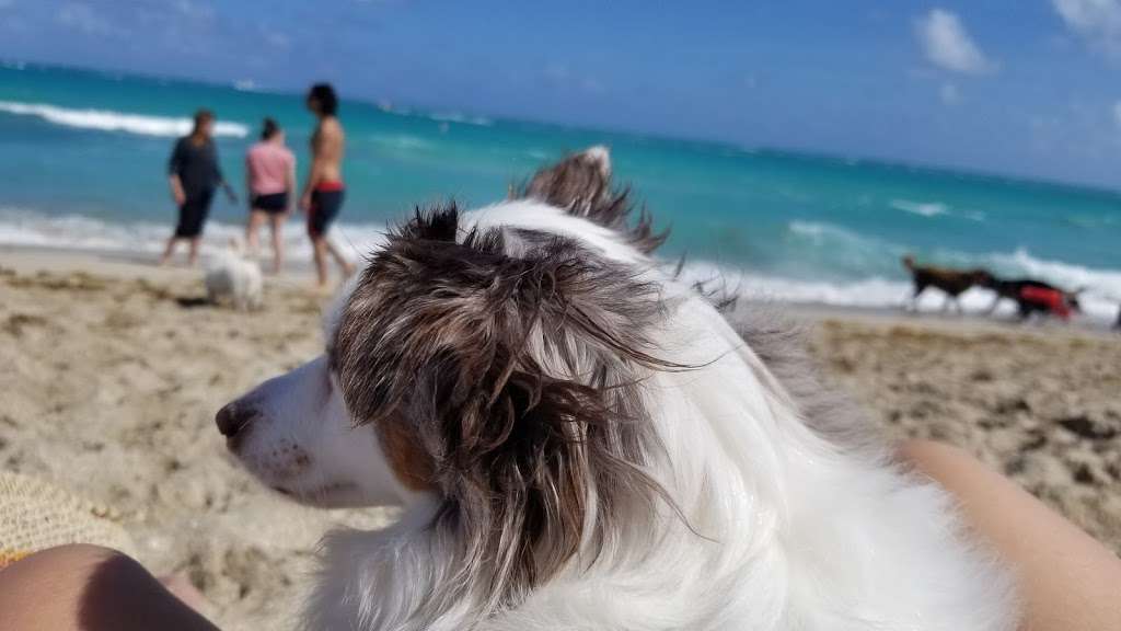 Haulover Beach Dog Park | 10800 Collins Ave, Miami Beach, FL 33154, USA | Phone: (305) 947-3525