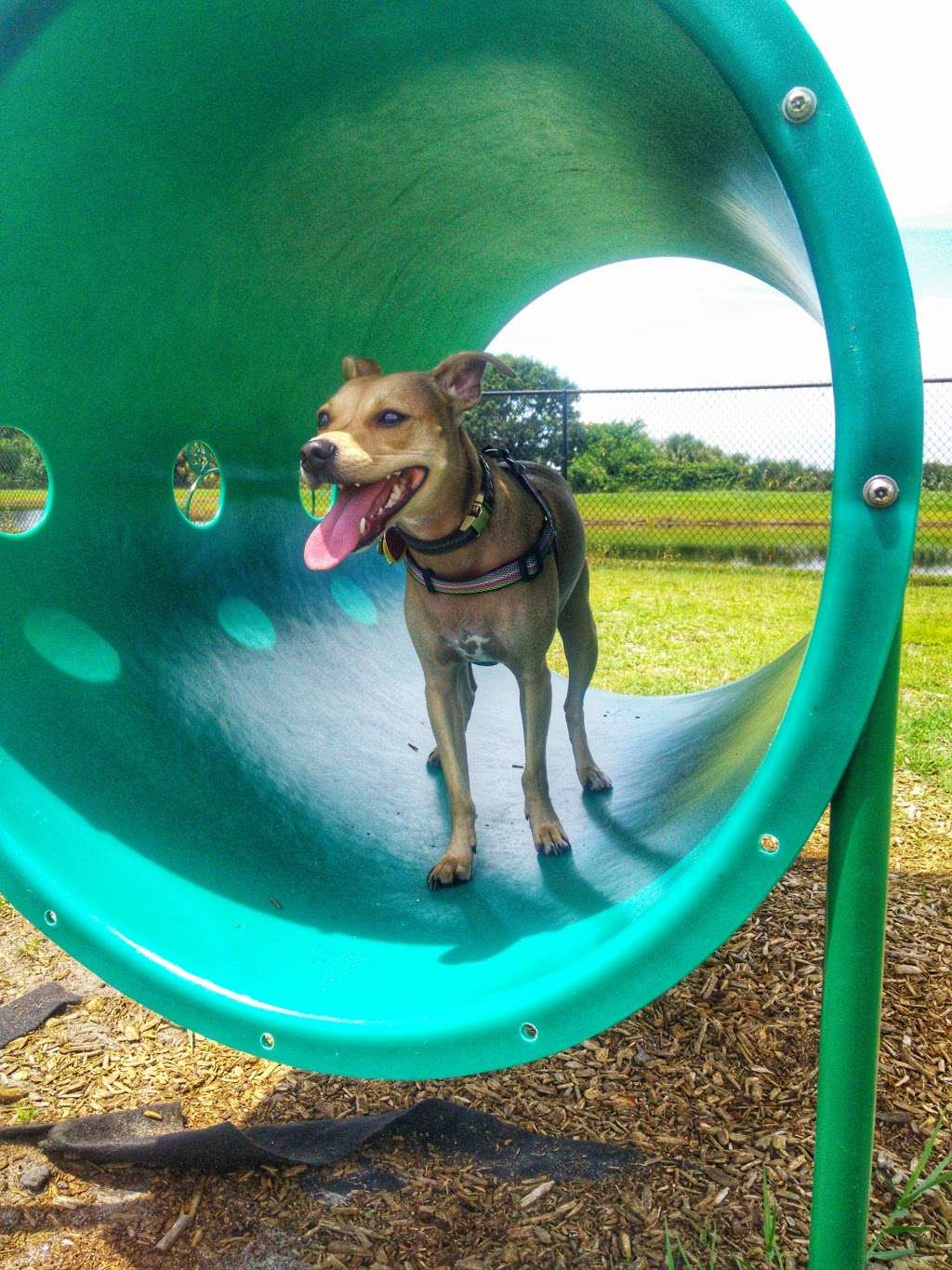 Viera Bark Park | Across from Strom Park Dr, Lake Andrew Dr, Melbourne, FL 32940, USA